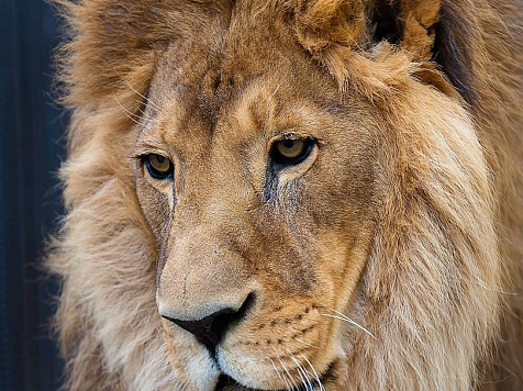 В «Роевом ручье» умер один из старейших жителей зоопарка лев Генрих. Фото: vk.com/roevzoo Видео: Жанна Кузнецова