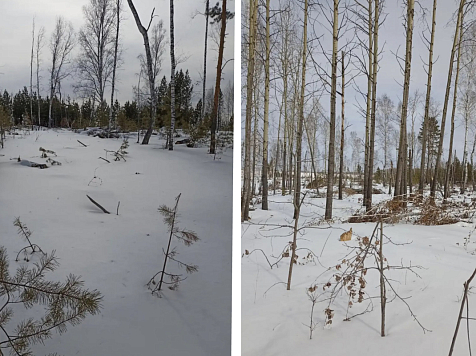 Суд вернул государству 344 гектара незаконно приватизированного леса в Красноярском крае. Фото: прокуратура Красноярского края