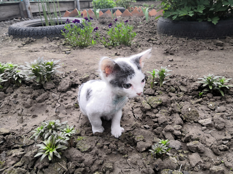 Кот порвал горло котёнку - инспекторы ДПС помогли спасти малышку. Фото  видео: ГУ МВД по Красноярскому краю