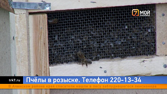 В Красноярске ищут похитителя пчёл с помойки