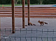 В красноярском Татышев-парке семья лис облюбовала пустой бассейн