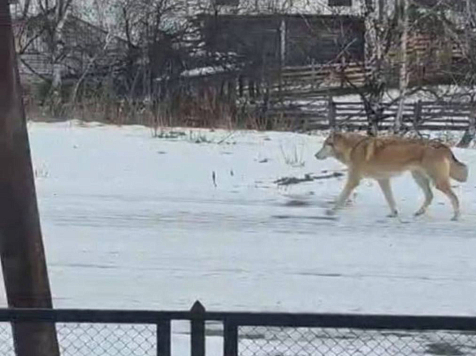 50 тысяч рублей заплатит хозяин собаки из Красноярского края за то, что не посадил её на цепь. Фото: Прокуратура Красноярского края