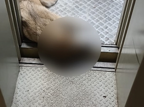 В Красноярске собака погибла в лифте общежития: она пролежала в кабине всю ночь. Фото: погибшая собака/ «7 канал Красноярск»