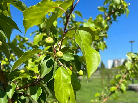 В красноярском парке «Солнечная поляна» заплодоносили яблони . Фото: Сергей Ерёмин