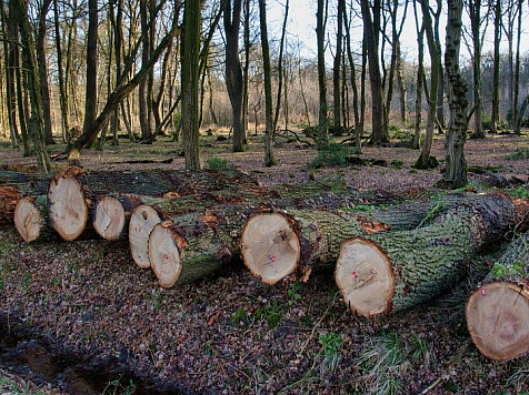 В Красноярском крае раскрыли аферу с лесом на 130 миллионов рублей. Фото: Pixabay