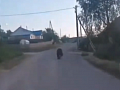 Жители посёлка в Красноярском крае прогнали медвежонка по улицам на автомобиле