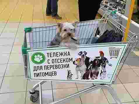 В краснояских гипермаркетах официально разрешили возить собак в тележках