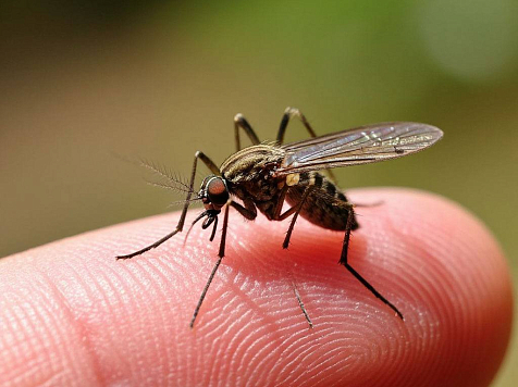 Экзотические вирусы чикунгунья и Нипах: мифы и реальность для красноярских туристов. Фото: Шедеврум