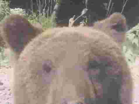 «Знакомый уже нам Михалыч»: медведь снова попрошайничает на трассе. Фото и видео: vk.com/kolesolsib