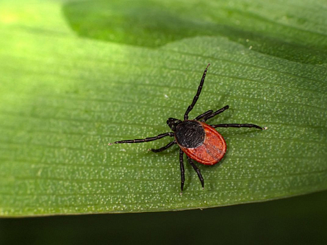 Красноярские депутаты просят горожан привиться от клещевого энцефалита