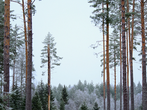 Новый природный парк «Койское Белогорье» создали в Красноярском крае. Фото: ru.freepik.com