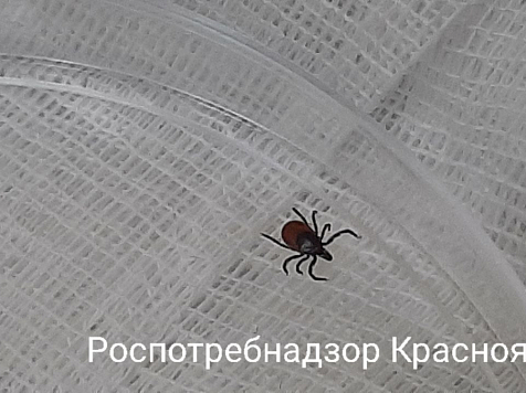 Анаплазмоз и эрлихиоз после укуса клеща впервые зарегистрированы в Красноярском крае с начала сезона. Фото: Роспотребнадзор Красноярского края