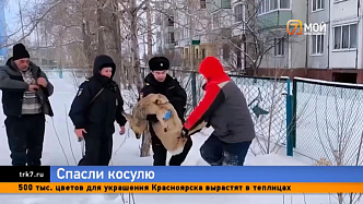 Косулю, загнанную собаками, нашли возле школьного забора в Шарыпово