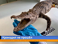 Красноярка привезла из Вьетнама метрового крокодила 