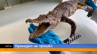 Красноярка привезла из Вьетнама метрового крокодила 