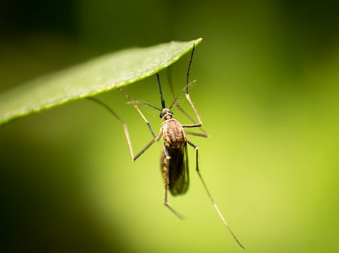В Красноярском крае выявлен первый в этом году завозной случай тропической малярии. Фото: unsplash.com