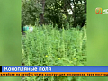 Конопляный сезон — почему Красноярск снова зарастает «весёлыми кустами»