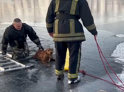 В Минусинске спасатели МЧС несколько часов вытаскивали собаку из Енисея. Фото, видео: МЧС Красноярского края