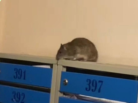 Жирные крысы атаковали многоэтажку на Вильского в Красноярске. Фото: тг Вильского, 34