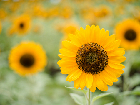 В Красноярске 2 августа в среду ожидается +29°C. Фото: ru.freepik.com