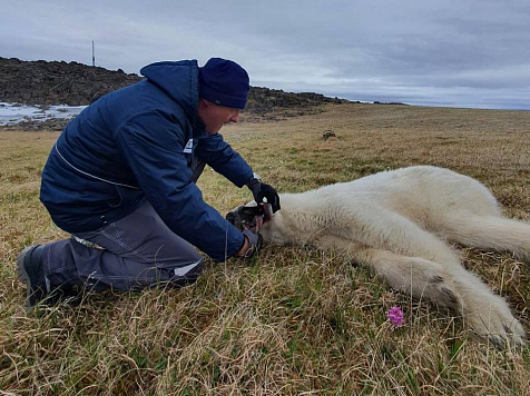 Белого медведя на севере Красноярского края освободили от консервной банки. Фото: Светлана Радионова