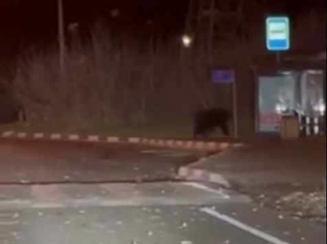 В Красноярске на улицах Крупской и Калинина заметили двух медведей: их ищут					     title=