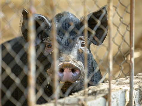 В Красноярске на территории КПК нашли африканскую чуму свиней. Фото: freepik.com