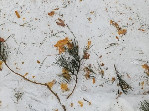 В Красноярске закончилась последняя холодная ночь. Фото: Дарья Моторина