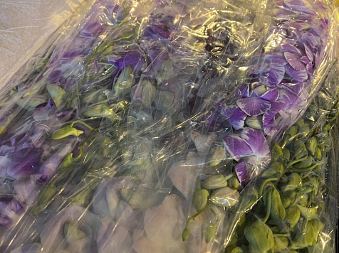 В Красноярск привезли 35 тысяч свежих орхидей к 8 Марта. Фото: ukrsn 24