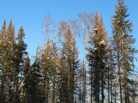 В Красноярском крае сокращают норматив льготной древесины . Фото: Рослесхоз&nbsp;РФ