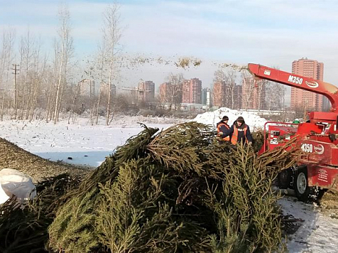Жители Красноярска сдали на переработку больше тысячи новогодних ёлок. Фото: мэрия Красноярска