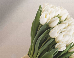 Как выбрать и сохранить тюльпаны на 8 марта — рассказали красноярские специалисты