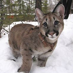 Пума-долгожитель Арнальдо скончался в красноярском зоопарке