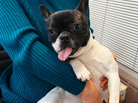 К зданию редакции «7 канала Красноярск» прибился, приехавший на троллейбусе, ухоженный французский бульдог