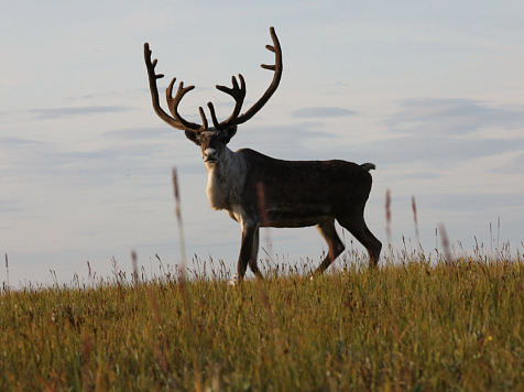 Бюджетная поддержка оленеводства в Эвенкии привела к обратному эффекту. Фото: Заповедники Таймыра