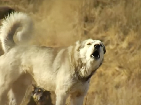Более 12 млн рублей требуют выплатить семье растерзанного собаками ребенка под Красноярском . Фото: 7 канал Красноярск