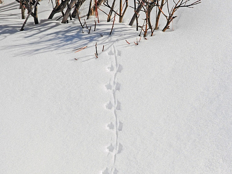 В Красноярском крае диких животных пересчитают по следам на снегу. Источник: freepik.com
