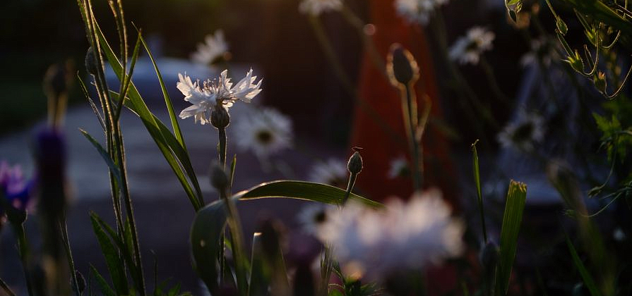 Конец апреля подготовил для красноярцев теплые выходные