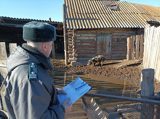Африканскую чуму свиней выявили в ещё одном районе на юге Красноярского края 