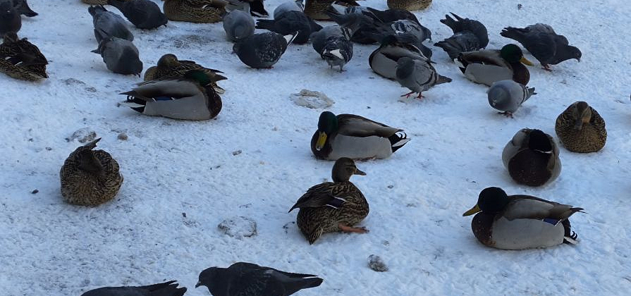 В Красноярск пришла неделя ветров и прохлады