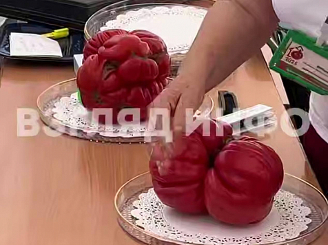 2 килограмма 820 граммов весит минусинский помидор-победитель. Фото, видео: Взгляд. Инфо