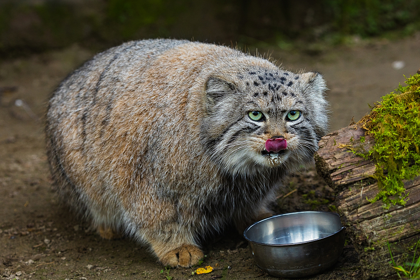 /upload/resize_cache/iblock/70e/855_641_1/xuyjsfbhstiq05bihxdnujoteq3jhncn.jpg