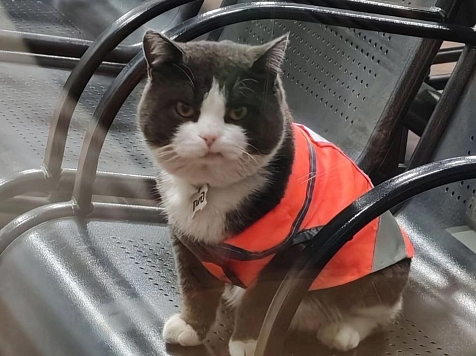  Работающий на железнодорожной станции знаменитый кот Батон заболел . Фото: Максим Пёстрый / Российские железные дороги РЖД