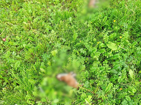 «Утопить не хватило духа»: красноярка выкинула в окно семерых новорождённых щенков и ответит за это в суде. Фото, видео: Прокуратура Красноярского края