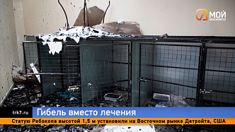 «Сколько там трупиков, не знаю»: пожар в ветеринарной клинике унёс жизни десятка животных 
