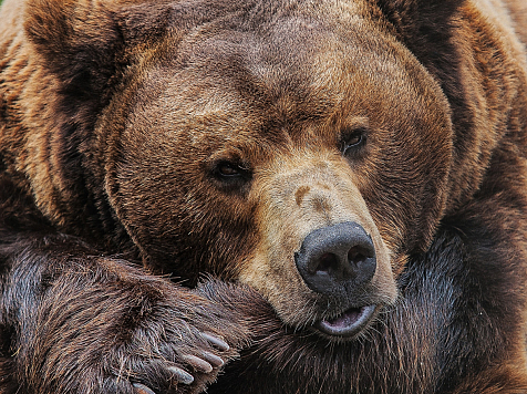 В Красноярском крае разрешили охоту на глухаря и медведя. Фото: roev.ru