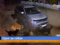 Жалобы на бродячих собак закончились уголовным делом для чиновницы из Ачинска