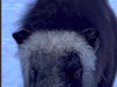 Наслаждающуюся снегом сироту-овцебыка запечатлели сотрудники красноярского зоопарка. Скриншот видео: t.me/roev_ruchey