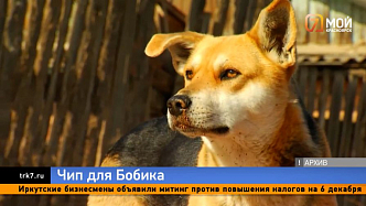 В Красноярском крае могут ввести обязательное чипирование домашних животных