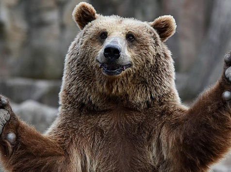 В Красноярском крае медведь стал причиной карантина по трихинеллезу. Фото: ugra-news.ru